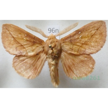 Euthrix potatoria (Linnaeus, 1758) male Barczatka napójka Poland96n